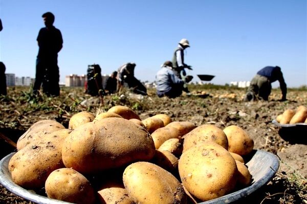 اعلام قیمت جدید سیب‌زمینی/نرخ صیفی‌جات کاهشی شد؟
