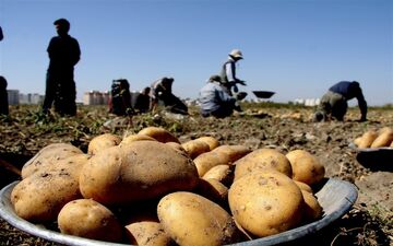 وعده کاهش قیمت سیب زمینی از نیمه فروردین 
