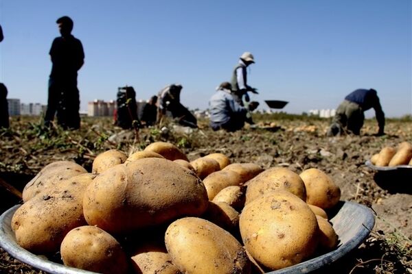 وعده کاهش قیمت سیب زمینی از نیمه فروردین 