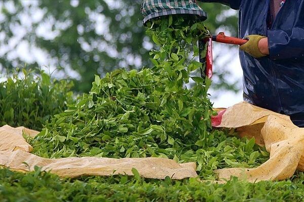 اختصاص ۷۹ درصد ارز نیمایی تخصیص یافته برای واردات چای به یک گروه تجاری 