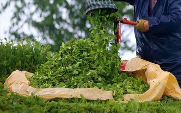 واردات 28هزارتن چای / چایکاران۶ تا ۸ هزار هکتار باغ را رها کردند