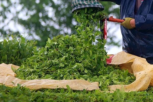 اعلام قیمت خرید تضمینی برگ سبز چای
