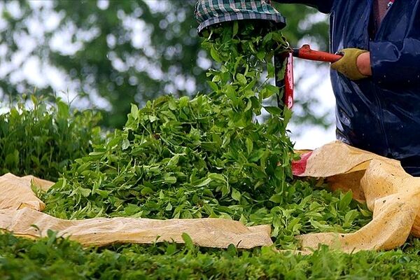 واردات 28هزارتن چای / چایکاران۶ تا ۸ هزار هکتار باغ را رها کردند