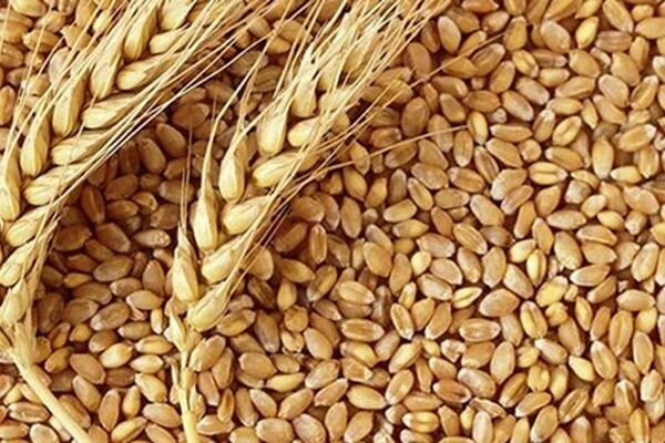 افزایش 6 دلاری قیمت گندم در یک روز
