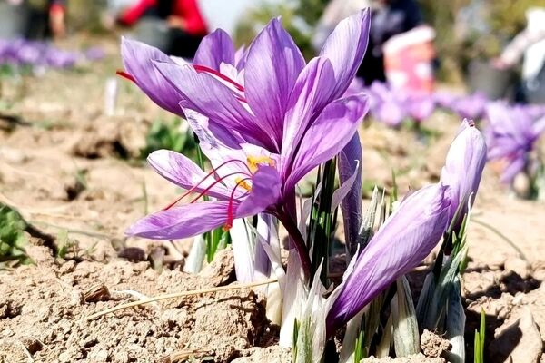 عرضه ۱۵۰۰ کیلو زعفران؛ فردا در بورس کالا 