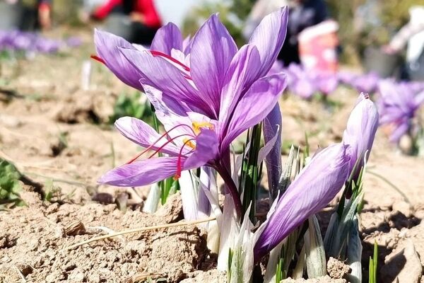 روش سرمایه‌گذاری در طلای سرخ/ چگونه از بورس کالا زعفران بخریم؟ 