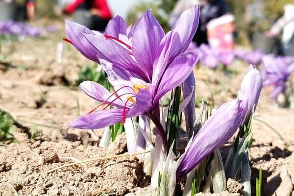 عرضه ۱۵۰۰ کیلو زعفران؛ فردا در بورس کالا 