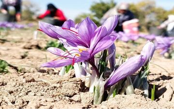 آمار تکان‌دهنده از میزان قاچاق زعفران/ َسرگُل بازارهای صادراتی در اختیار قاچاقچیان