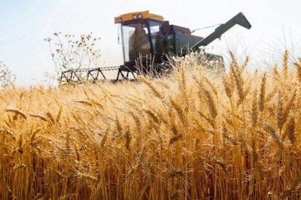 پیش‌بینی رقم برداشت محصول از کشت پاییزه مجموعه رادین