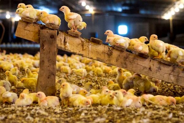 برخورد قاطع با گران‌فروشی جوجه یک‌روزه  