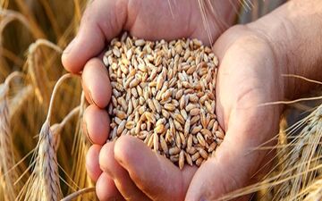 آغاز چانه‌زنی‌ها برای تعیین قیمت خرید تضمینی گندم 