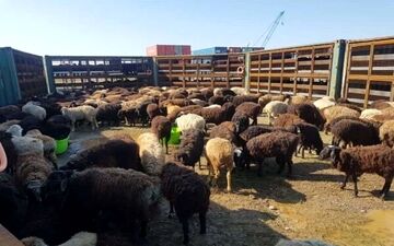 افزایش قیمت دام زنده/ گوشت گران‌تر می‌شود؟