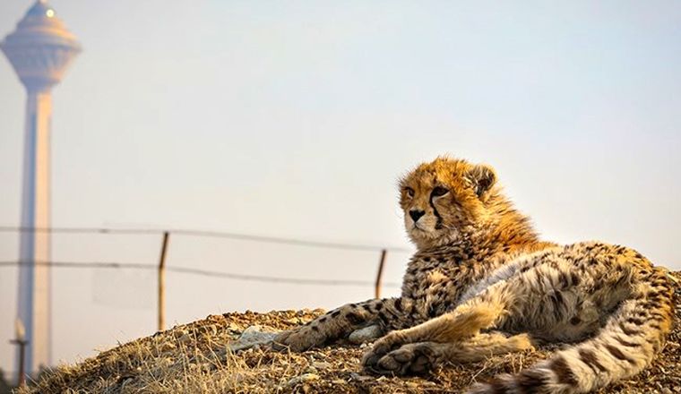 تلاش‌ها برای احیای پیروز بی نتیجه ماند