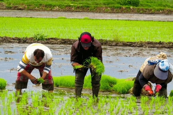 انجمن واردکنندگان برنج، برنج ایرانی می خرد