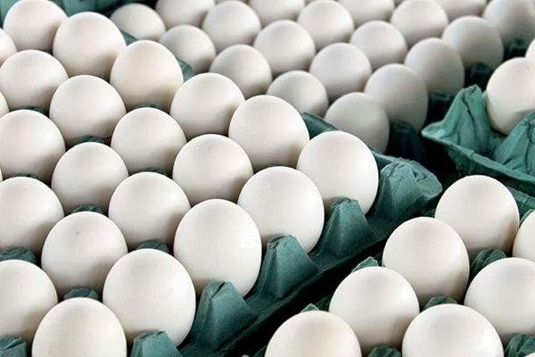 قیمت کنونی تخم مرغ با نرخ منطقی چقدر اختلاف دارد؟