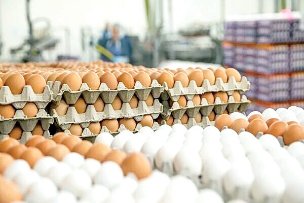 اعلام قیمت رسمی تخم مرغ / محدودیت‌های صادراتی ادامه دارد
