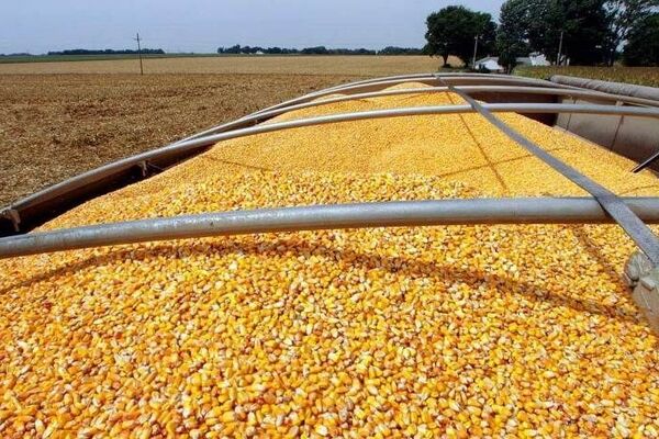 مجوز واردات نهاده‌های دامی برای تولیدکنندگان