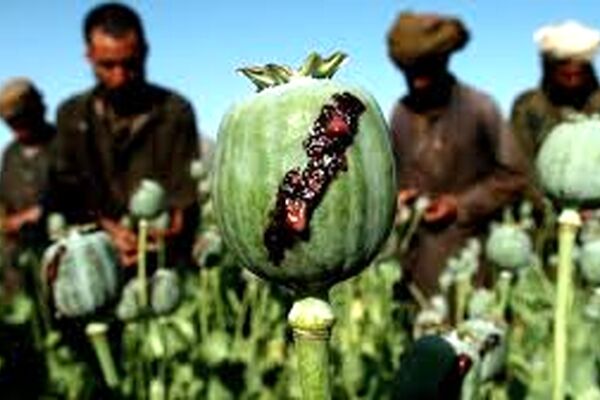 قیمت نجومی تریاک با ممنوعیت کاشت خشخاش در افغانستان