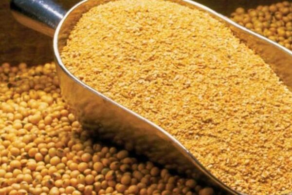 افزایش واردات نهاده‌های دامی/گرانی گوشت محصول هزینه های بالای تولید است