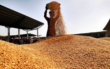 خبرخوش برای گندمکاران/پرداخت پول گندم از این هفته