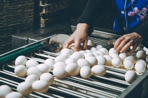 پیشنهاد جدید برای کنترل نوسانات بازار تخم‌مرغ