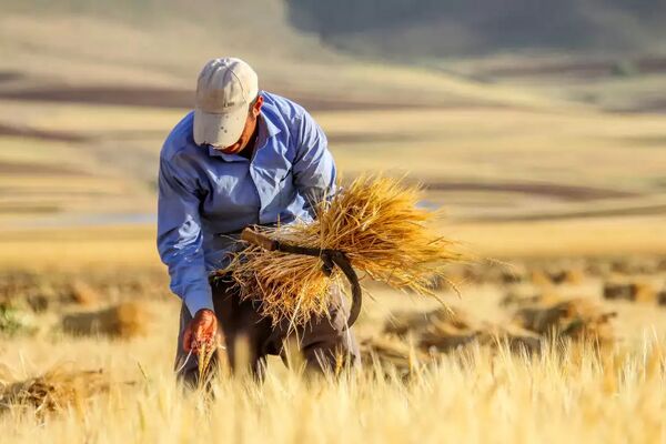 ابلاغ قیمت خرید تضمینی گندم برای سال زراعی ۱۴۰۵