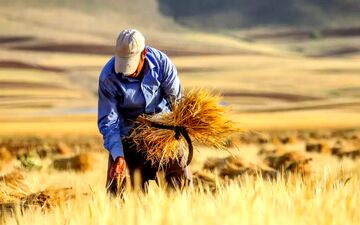 ابلاغ قیمت خرید تضمینی گندم برای سال زراعی ۱۴۰۵