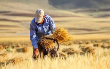 ابلاغ قیمت خرید تضمینی گندم برای سال زراعی ۱۴۰۵