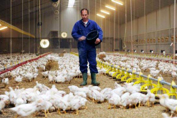 افزایش تولید و  عرضه مرغ / قیمت هر کیلو مرغ چند؟