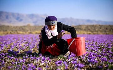 خیمه سنگین تاجران افغان روی بازار جهانی زعفران ایران