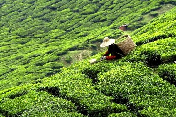افزایش قیمت چای در پی عدم ثبت سفارش