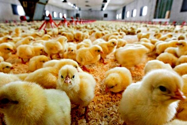افزایش جوجه ریزی در بهمن ماه/ مرغ به بازارهای صادراتی می‌رود؟