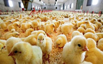 جمع‌آوری مرغ‌های مازاد با قیمت هرکیلو ۵۸هزار تومان 