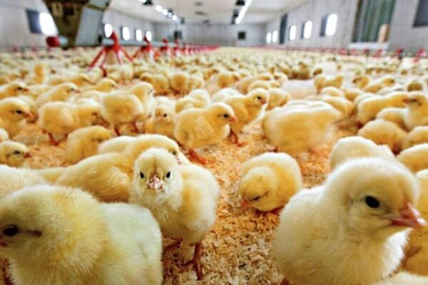 جمع‌آوری مرغ‌های مازاد با قیمت هرکیلو ۵۸هزار تومان 