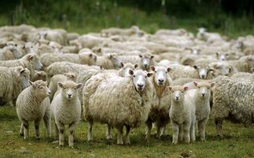 کاهش جمعیت دام زنده در کشور/ هرکیلو گوسفند زنده چند؟