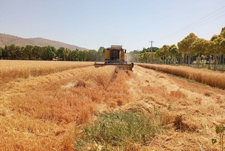خبر مهم برای گندمکاران/قیمت خرید تضمینی گندم کی نهایی می‌شود؟