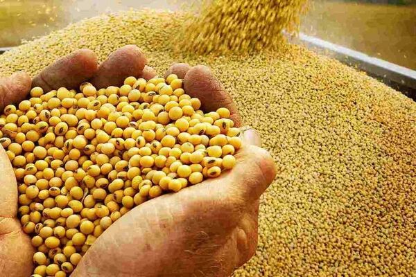نامه انجمن غلات ایران به وزیر جهاد کشاورزی/  نفت بدهید، سویا بگیرید