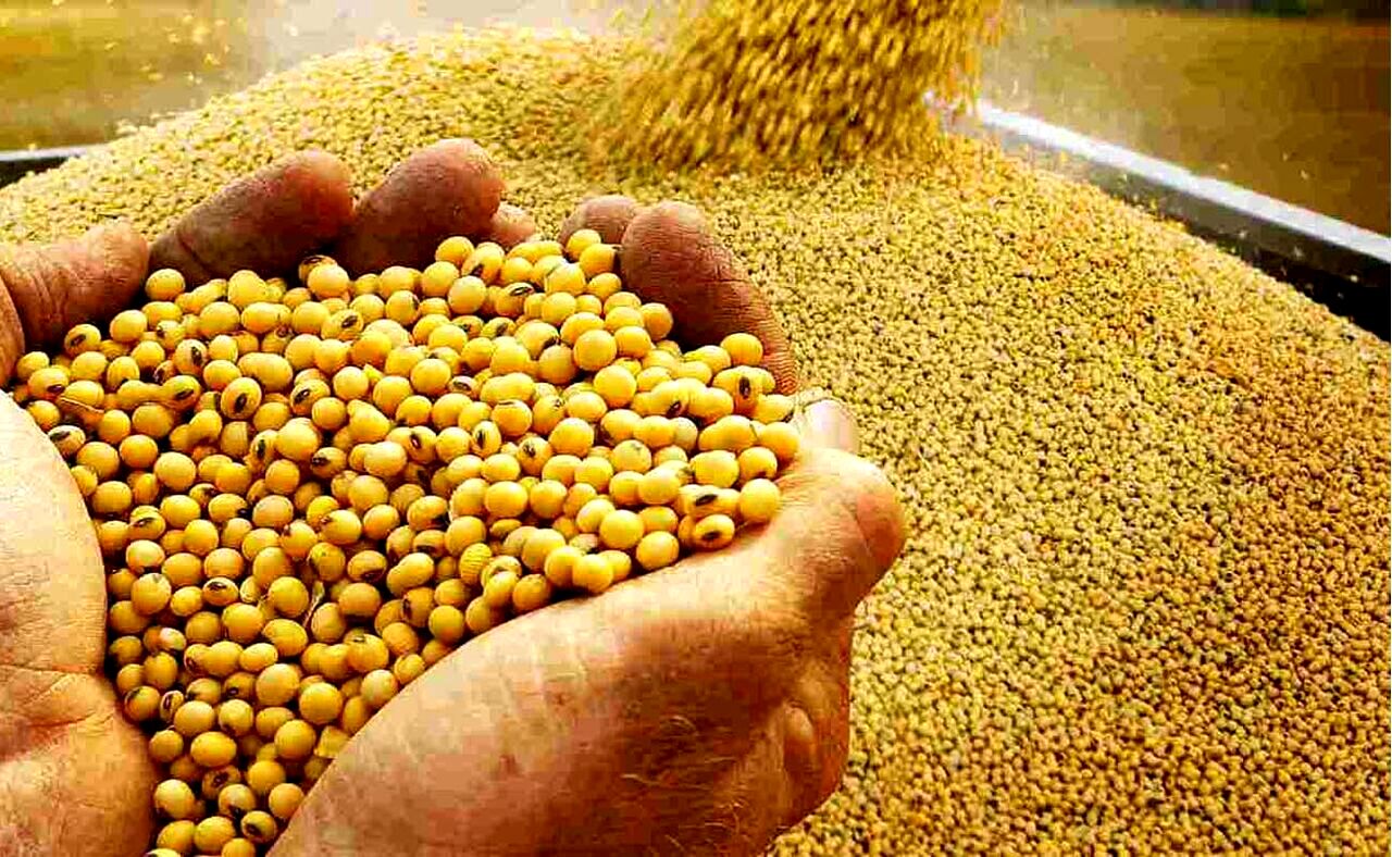 پیش‌بینی آینده غلات در بازار جهانی/ کاهش ۲درصدی تولید برنج