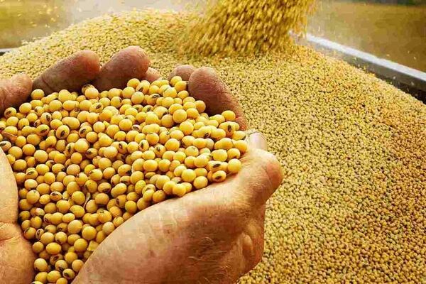 بدهی ۲۰۰ همتی خرید گندم در انتظار دولت چهاردهم