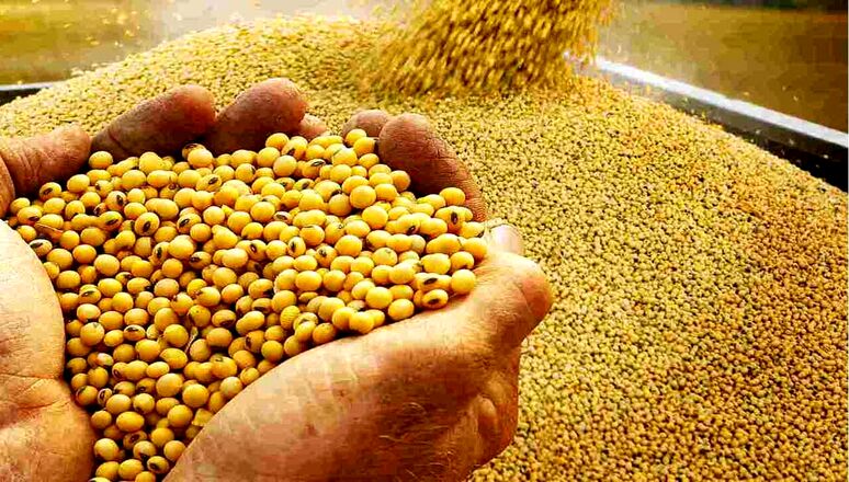 پیش‌بینی آینده غلات در بازار جهانی/ کاهش ۲درصدی تولید برنج