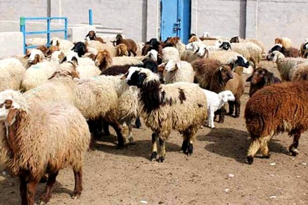 اعلام قیمت دام زنده برای عاشورای حسینی 