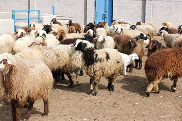توزیع ۲۰۰تا۲۵۰ تن گوشت گرم تنظیم بازاری