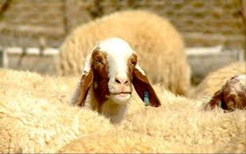 گوسفندان روی صندلی اتهام گرانی در بازار /  گوشت هست، خریدار نیست