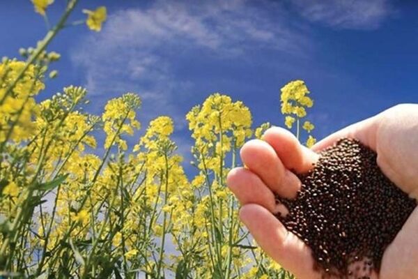 هلدینگ کشاورزی کوثر برای همکاری با شرکت‌های عمانی به توافق رسید