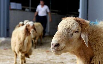 جمعیت ۶۰میلیون رأسی دام کشور 