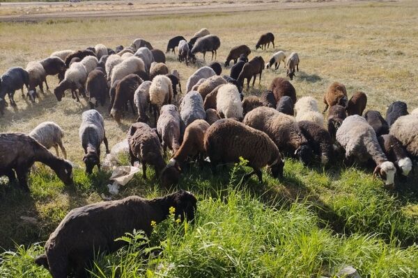 جهش شدید قیمت دام زنده در سال۱۴۰۲/ دام۶۰هزارتومانی چطور ۲۶۰هزار تومان شد؟