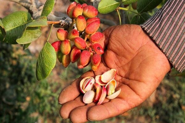 سبقت دردسرساز تولید از عرضه طلای سبز