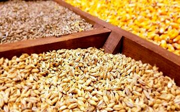 تخصیص ناچیز ارز برای واردات نهاده‌های دامی