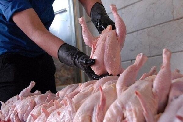 علت رشد قیمت‌ مرغ، کمبود نیست/ هزینه‌های تولید بالاست