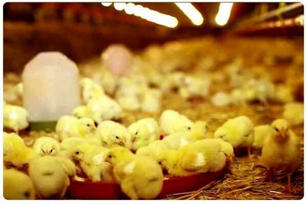 شفاف سازی اتحادیه مرغداران گوشتی / گرانی مرغ ارتباطی به تولید ندارد